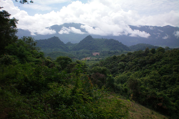 The Dense Laotian Rainforest